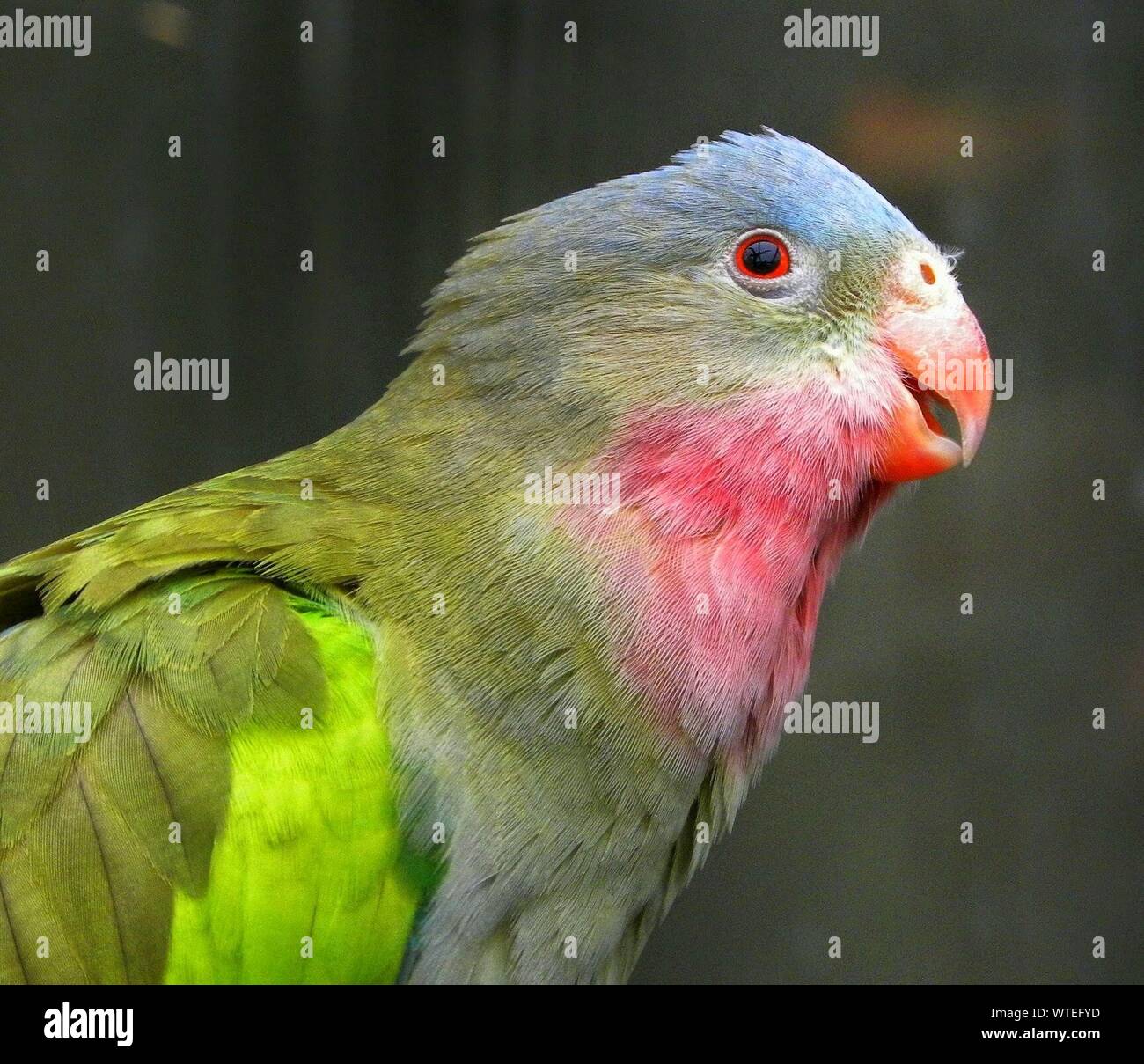 Close-up Of Multi Colored Bird Stock Photo