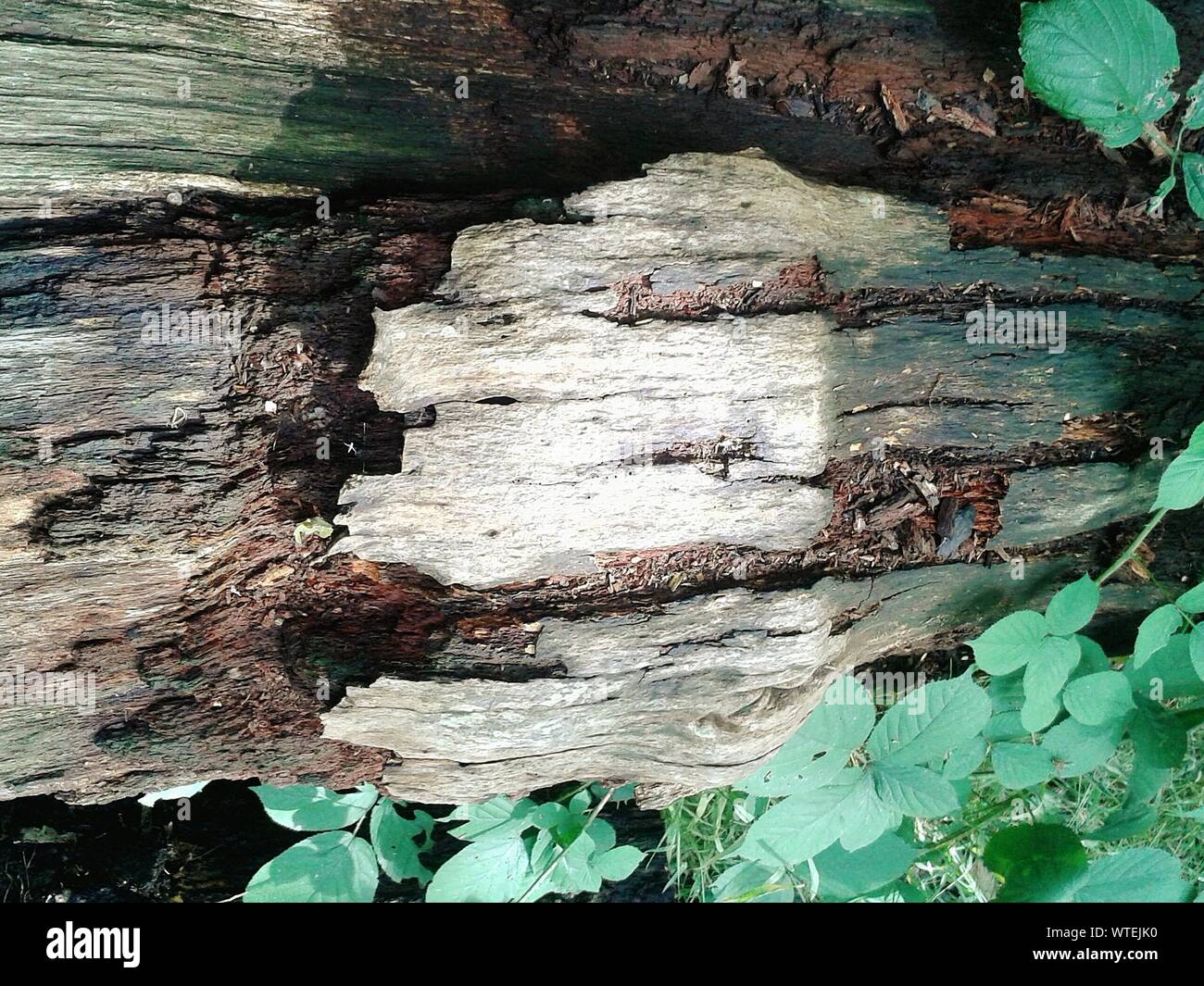 Fallen tree oak tree hires stock photography and images Alamy