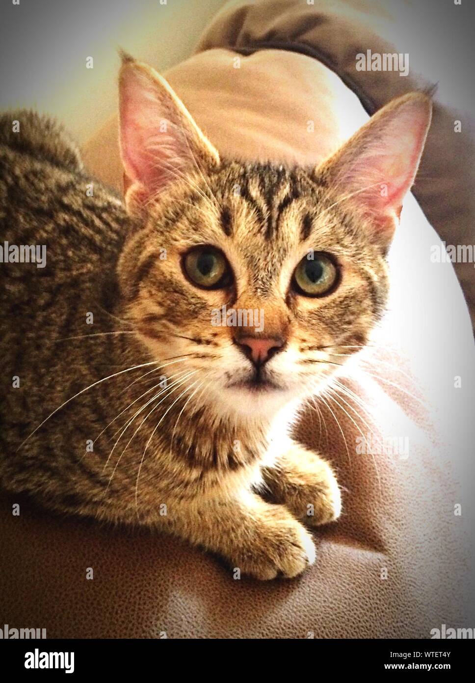 Pixie Bob High Resolution Stock Photography And Images Alamy