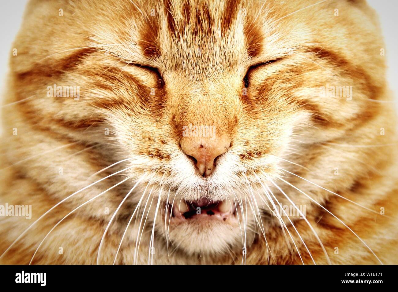 Cat Eye Closed Stock Photos & Cat Eye Closed Stock Images Alamy