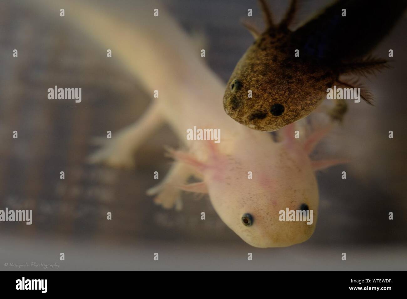 Axolotls High Resolution Stock Photography And Images Alamy Axolotls High Resolution Stock Photography And Images Alamy