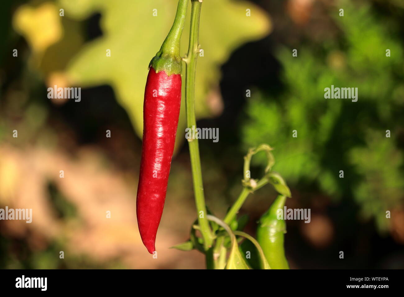 hot red chili peper Stock Photo