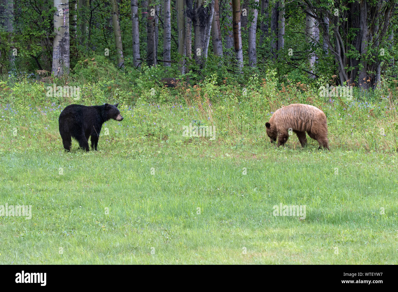 Two black bears (Ursus americanus) eating vegetation on the edge of a forest clearing. These two individuals clearly show the difference between the b Stock Photo