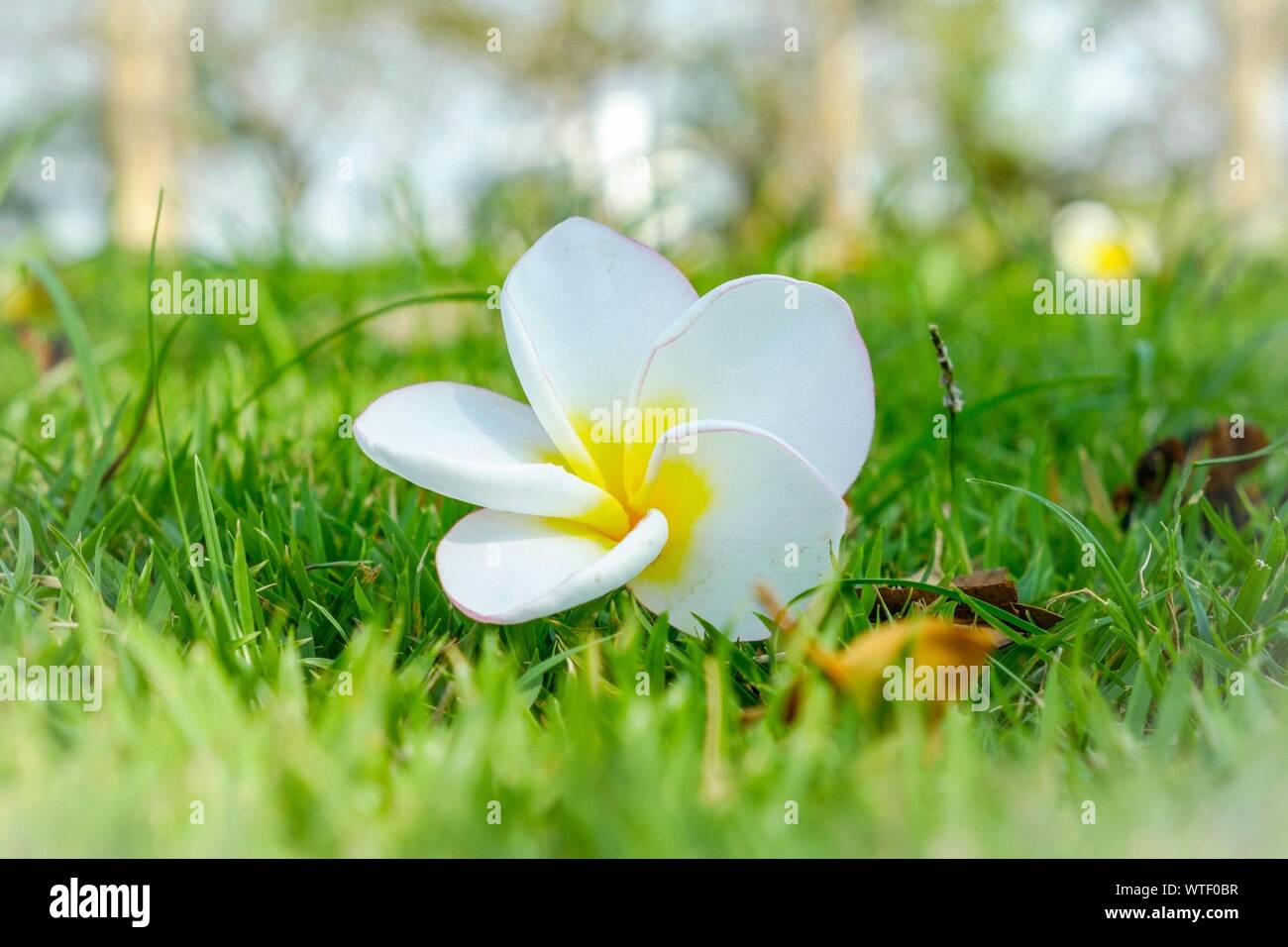 Close-up Of White Flower And Grass Stock Photo