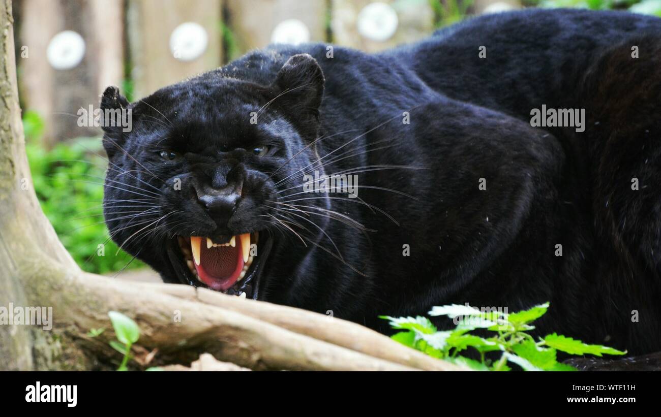 Close-up Of Black Panther Growling Stock Photo