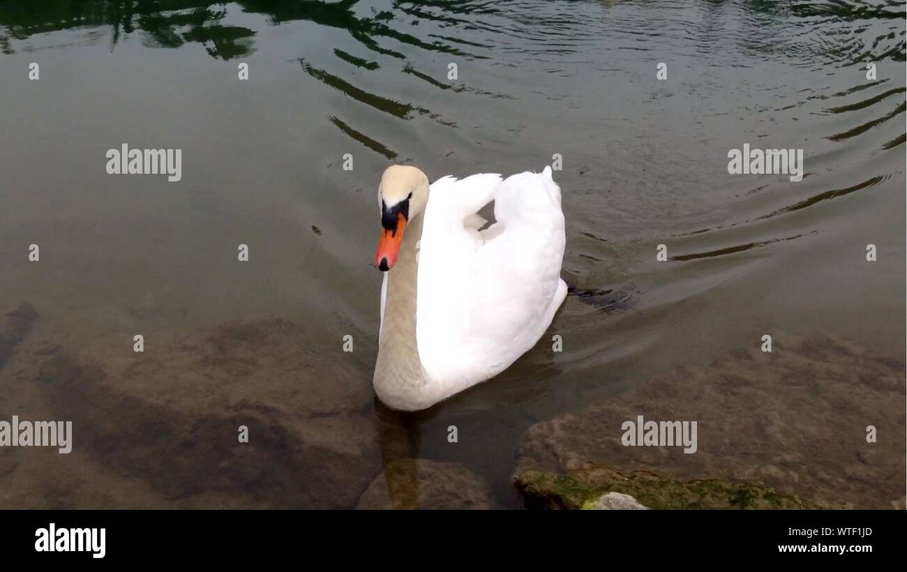 Swan Swimming By Rock On Lake Stock Photo