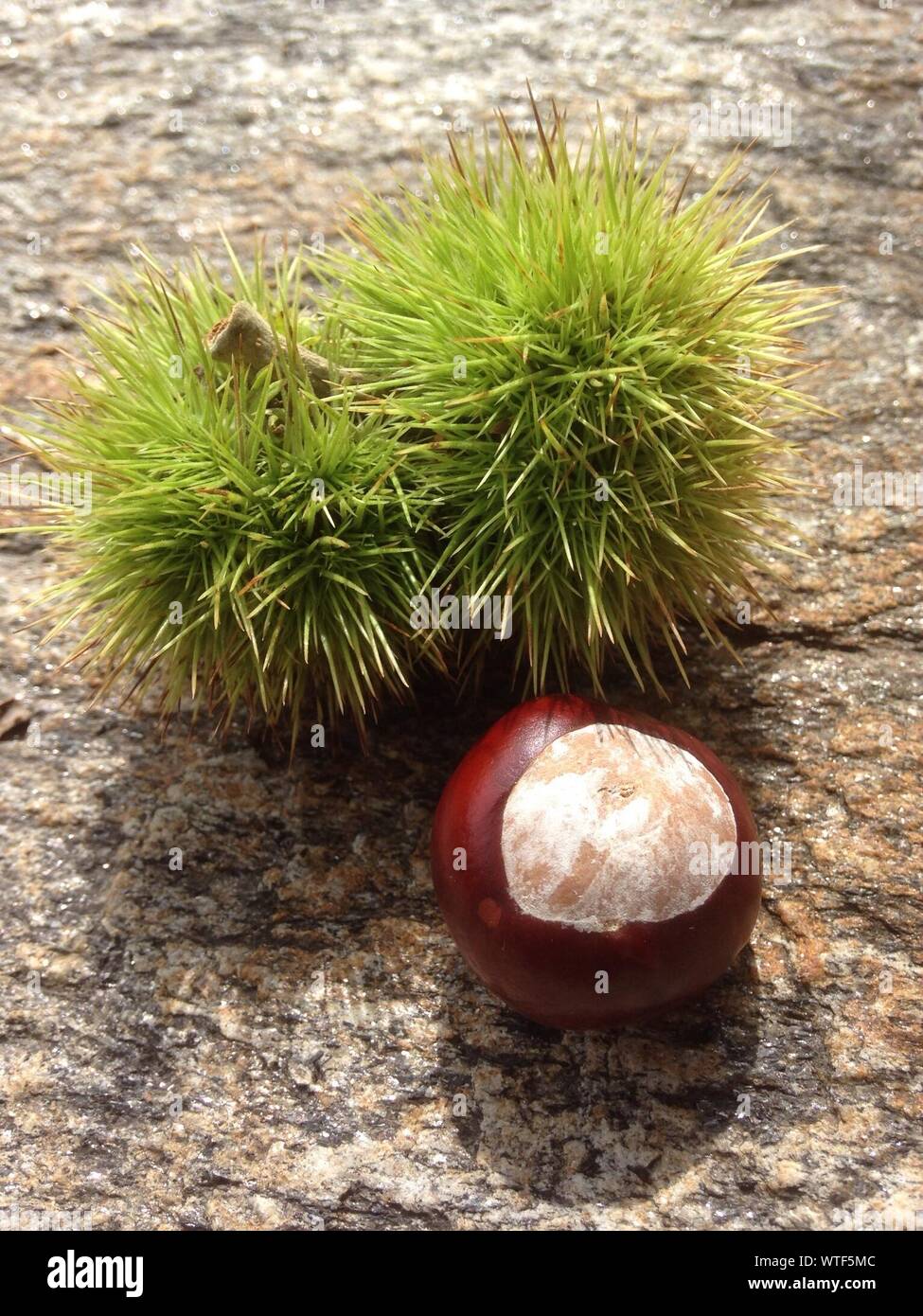Horse chestnut seed hires stock photography and images Alamy