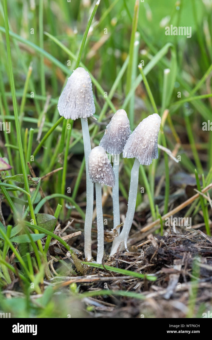 Tiny white mushrooms growing in a grassy lawn Stock Photo Alamy