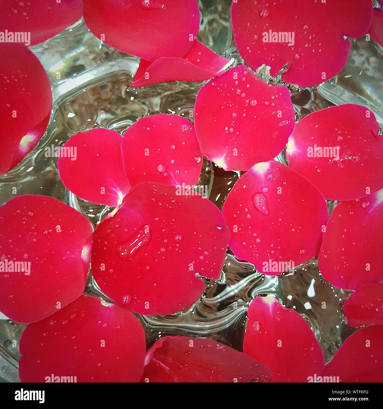 Close-up Of Red Petals In Water Stock Photo