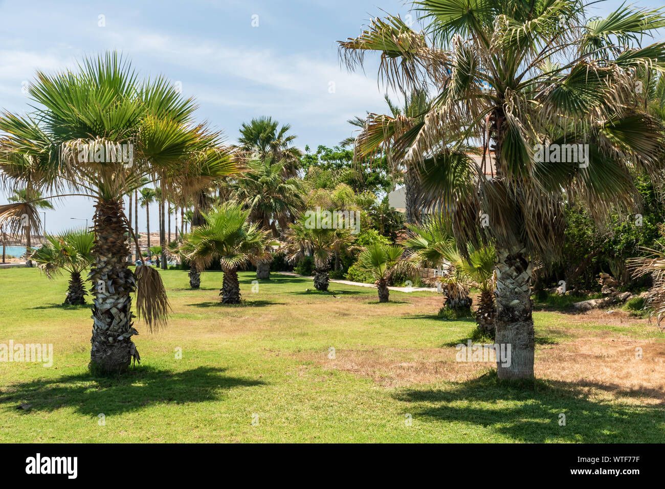 Here is palm trees on a green lawn. Blue sky background Stock Photo - Alamy