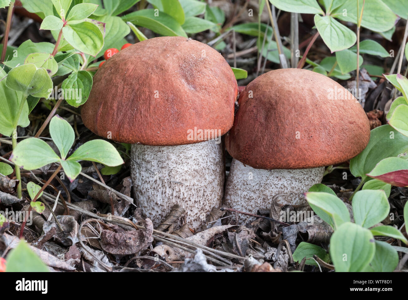 leccinum boreal mushrooms. These are a common edible mushroom found in the boreal forest of North America. Stock Photo