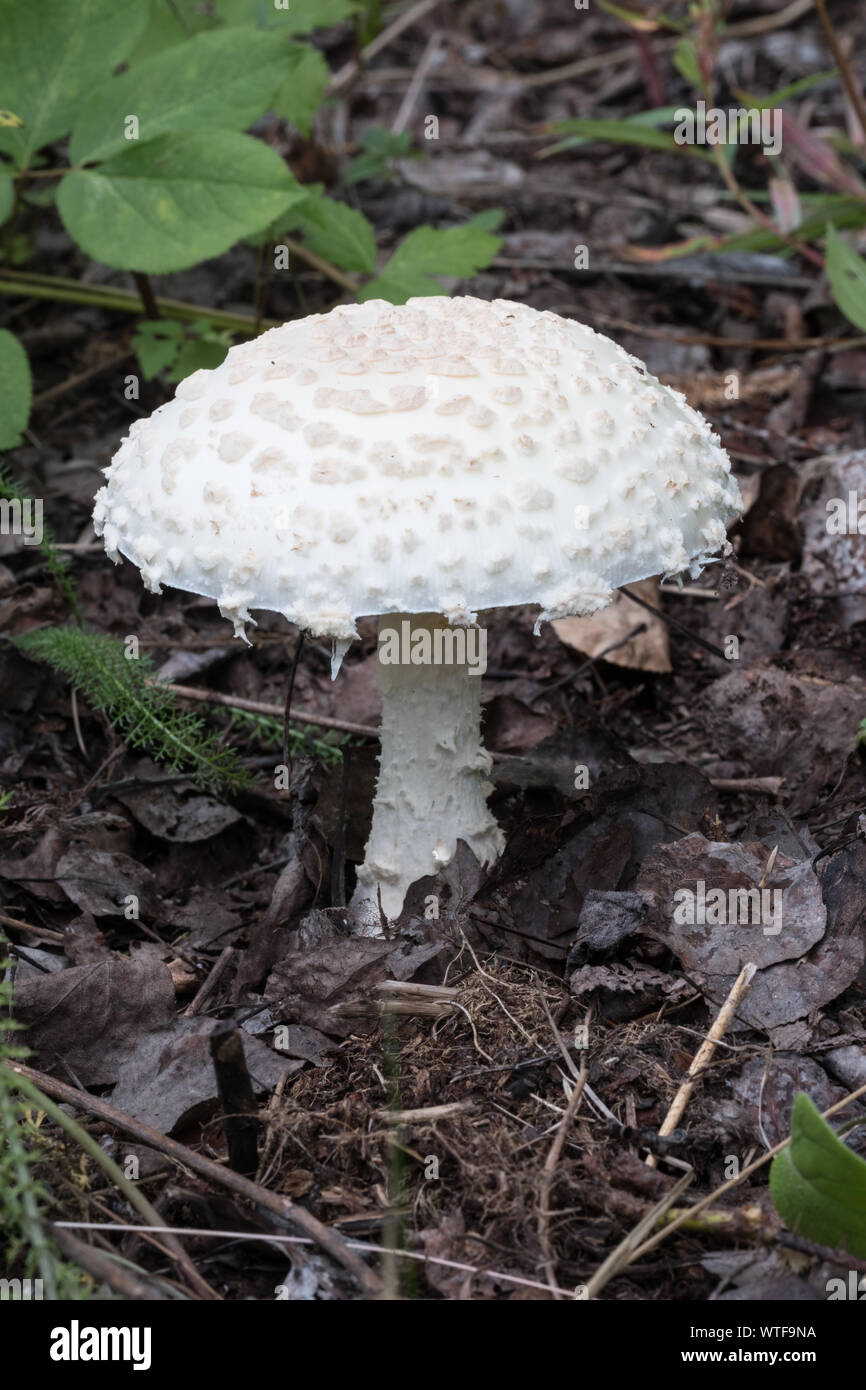 An Amanita muscaria mushroom growing on the forest floor. These mushrooms have been used for their hallucinogenic properties throughout history Stock Photo