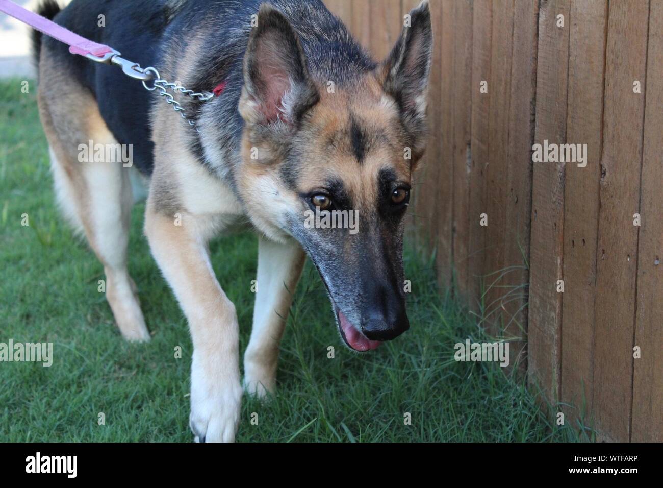 German shepherd dog fence hires stock photography and images Alamy