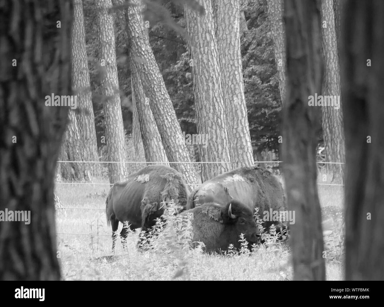 American Bison In Forest Stock Photo Alamy