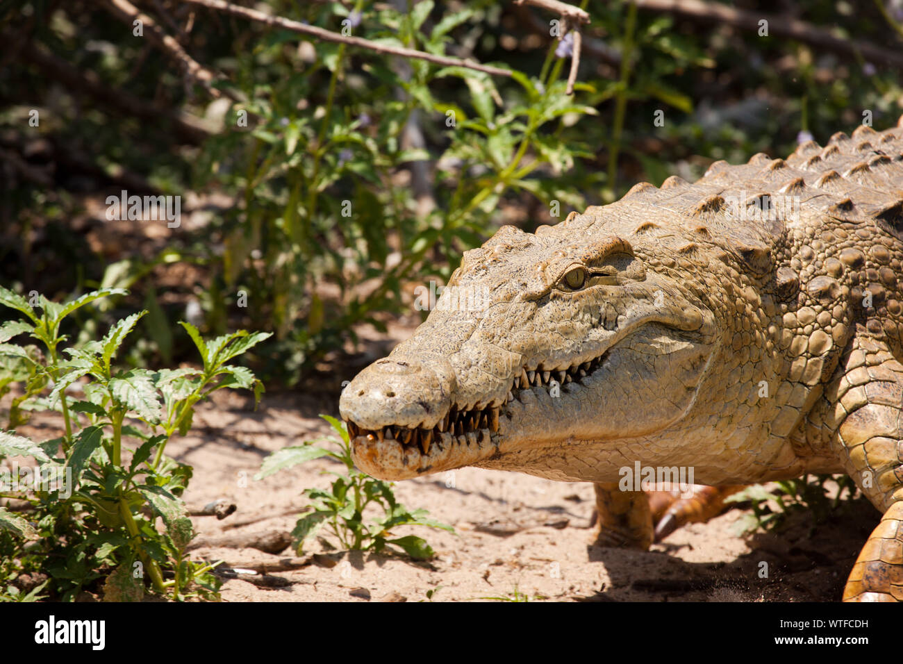 A menacing Nile Crocodile strides across the shore of Lake Nzerakera Stock Photo