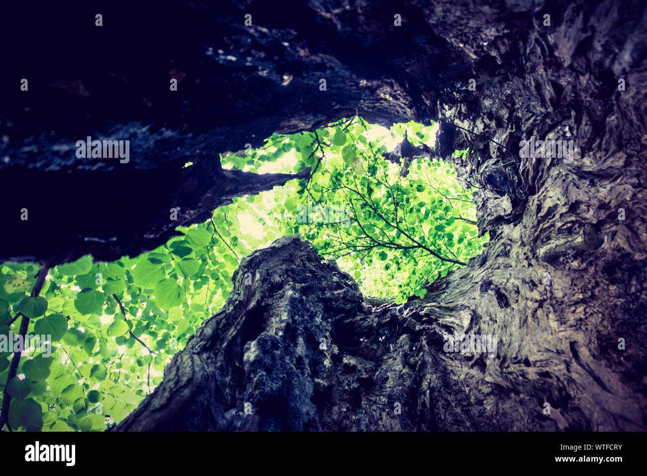 Inside tree hires stock photography and images Alamy