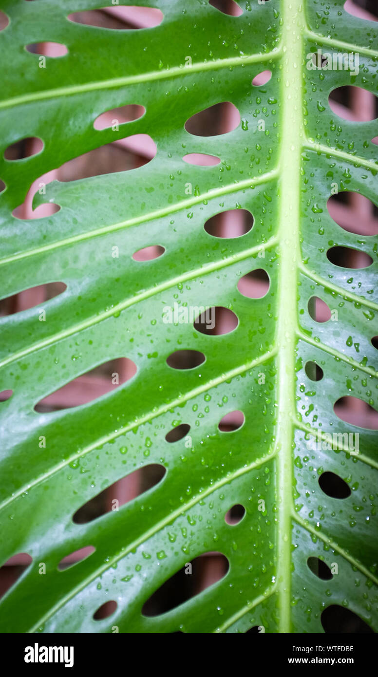Swiss Cheese Plant High Resolution Stock Photography and Images Alamy