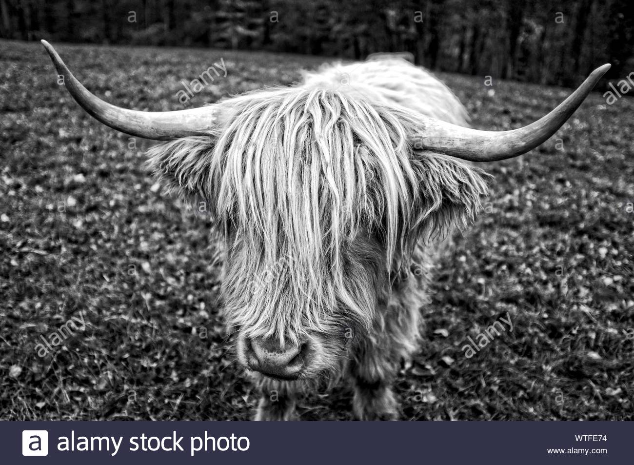 Highland Cow Black and White Stock Photos & Images Alamy — free download
