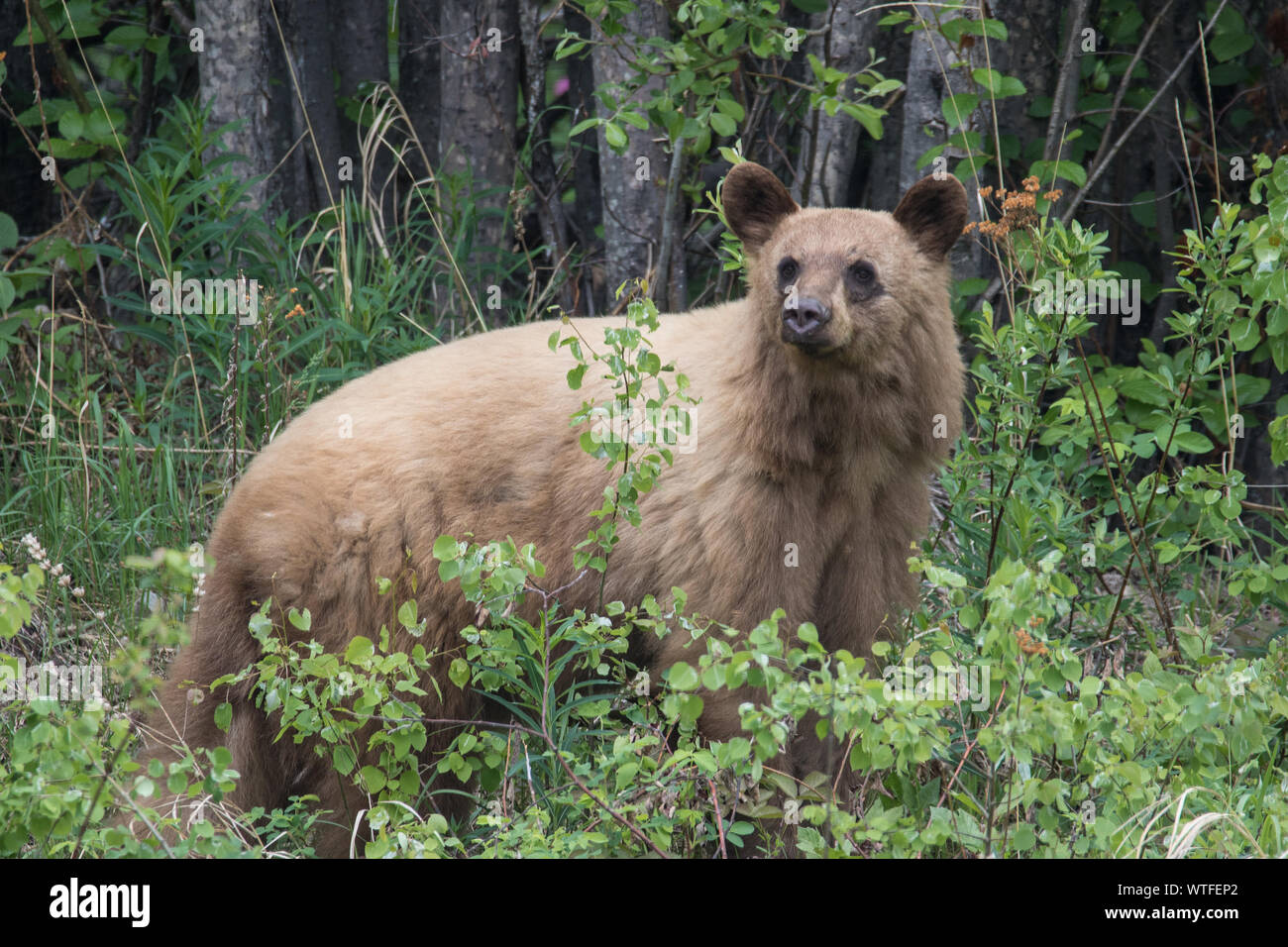 Blonde black bear hires stock photography and images Alamy