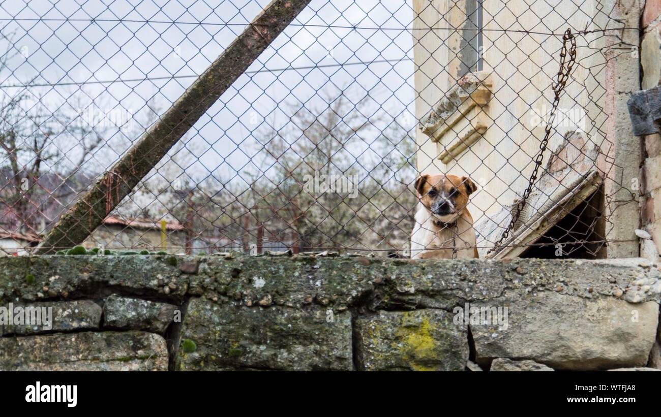 Dog Looking Through Fence High Resolution Stock Photography and Images