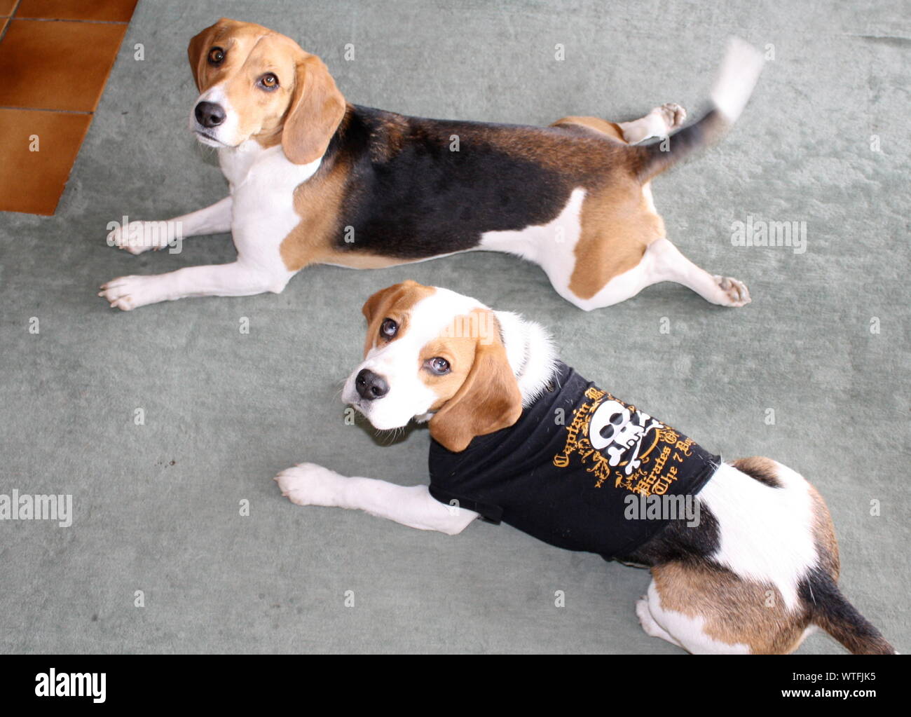 Two Dogs Laying Close To Each Other Stock Photo - Alamy