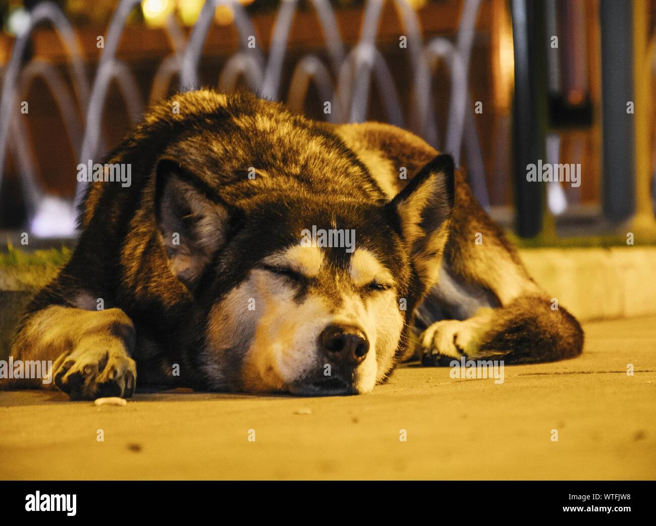 husky sleeping in bed