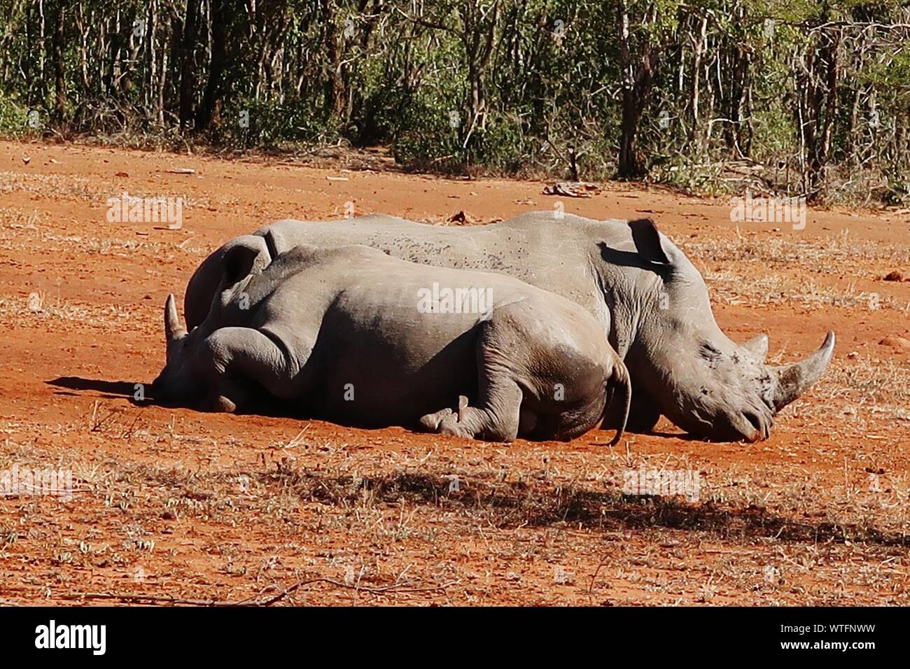 Rhinoceroses Sleeping On Field Stock Photo