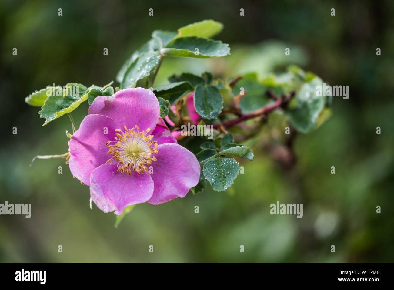 A closeup of the flower of a wild rose. This is the provincial flower