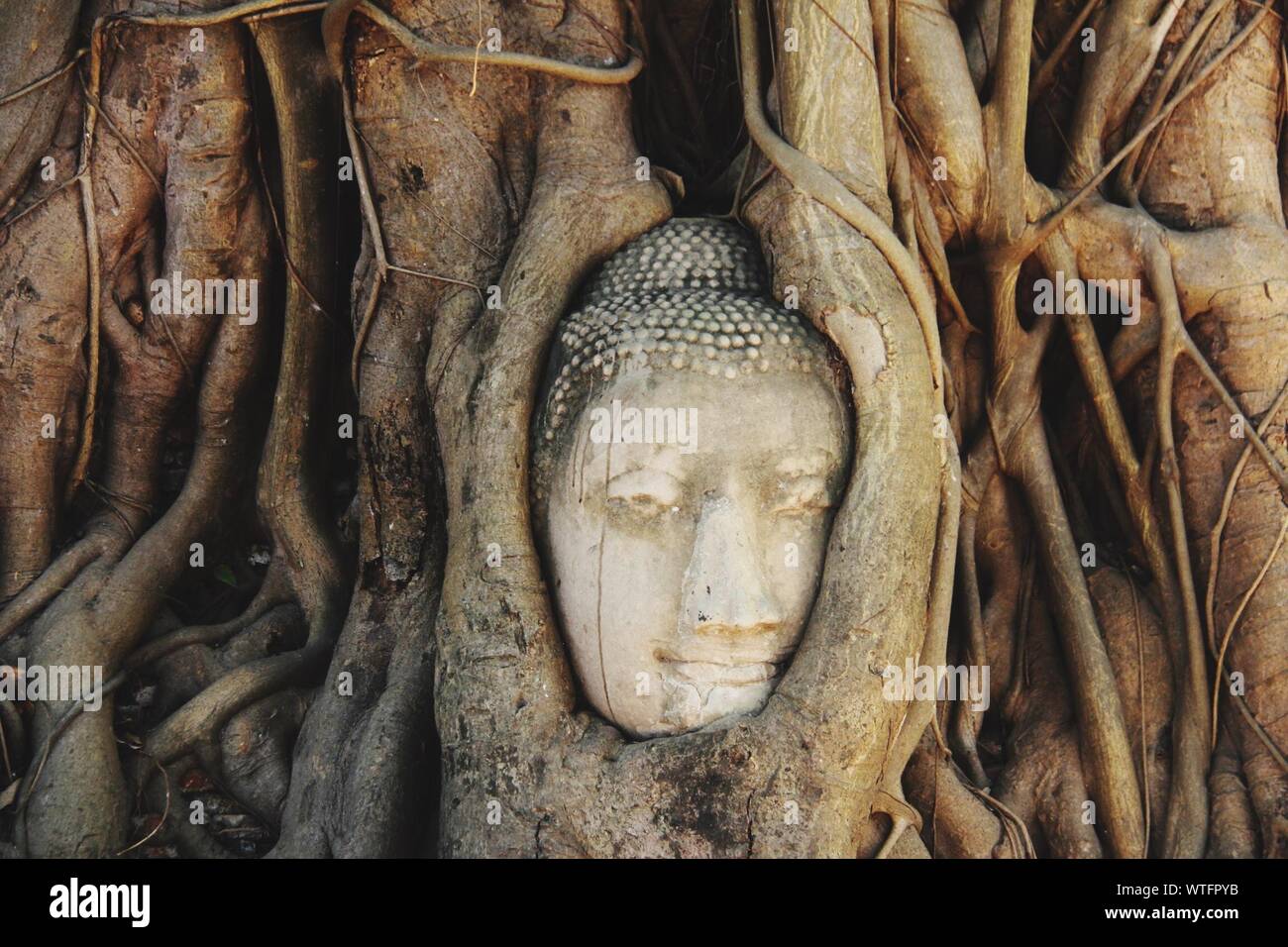 Buddha Statue In Roots Of Tree Stock Photo Alamy