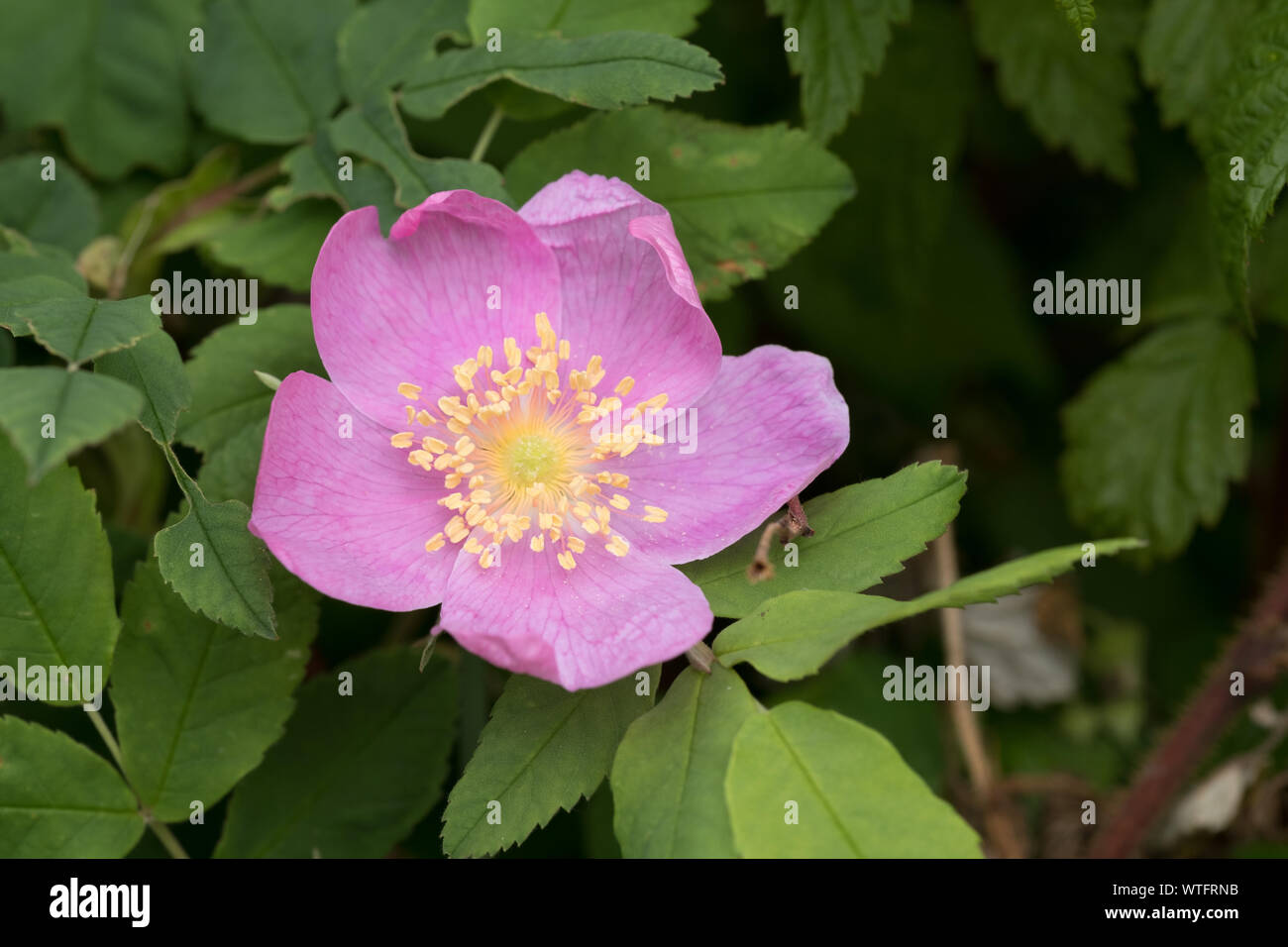 A closeup of the flower of a wild rose. This is the provincial flower of Alberta Canada and is a