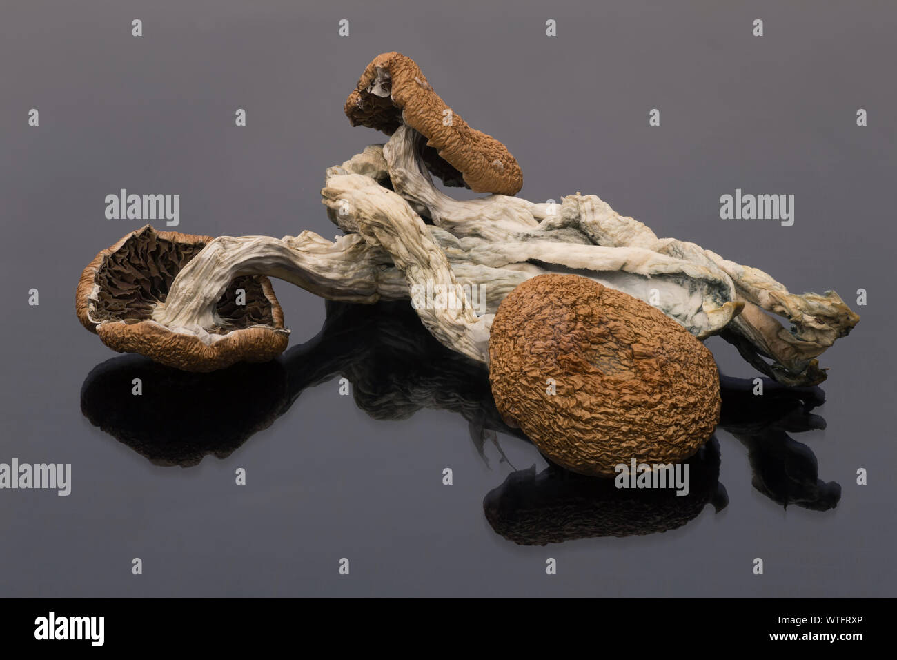 Dried hallucinogenic Psilocybin cubensis mushrooms. These mushrooms have been used since ancient times to produce psychedelic effects Stock Photo