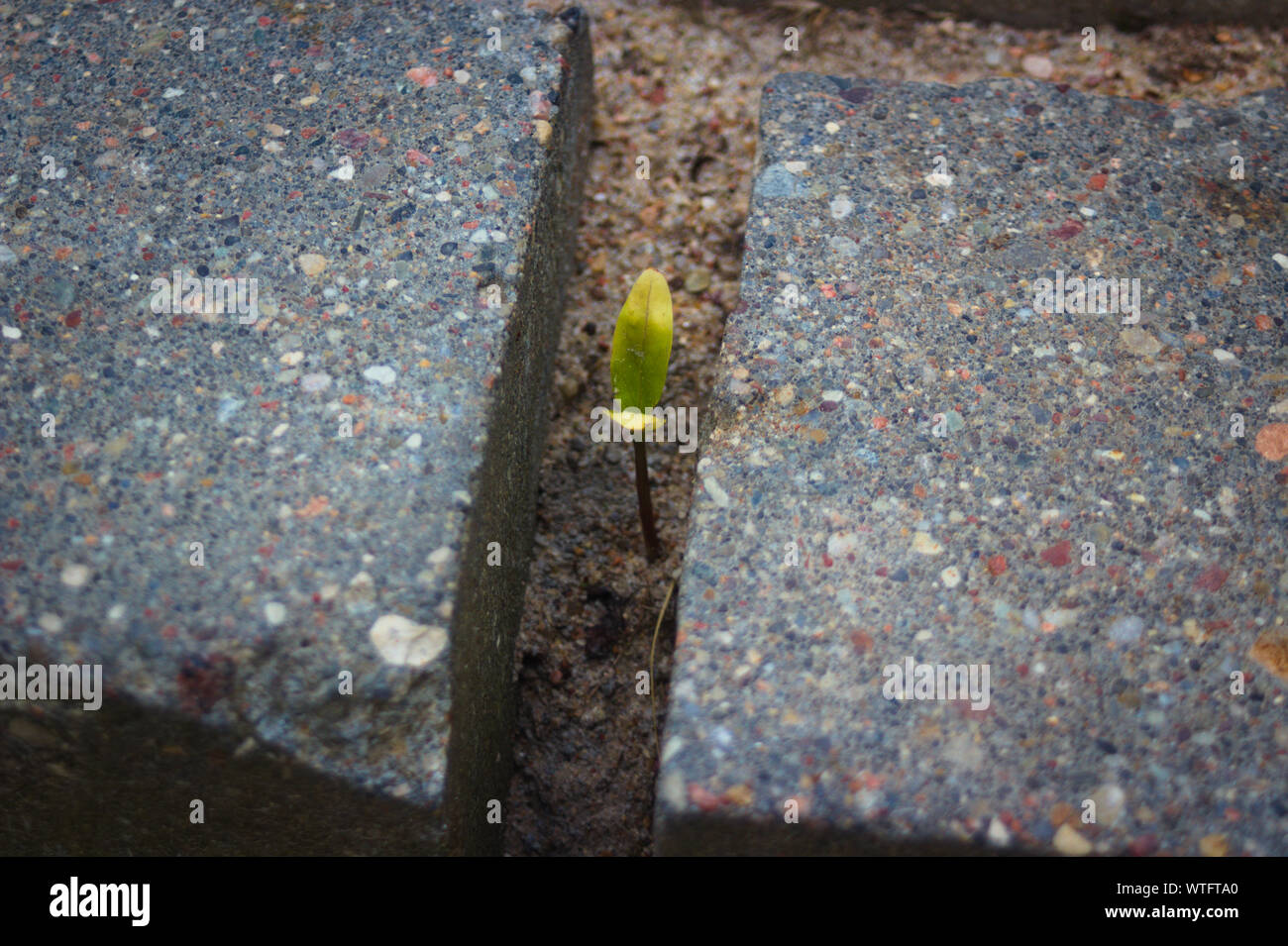 small green plant surrounded by gray brick wanting to break free Stock Photo