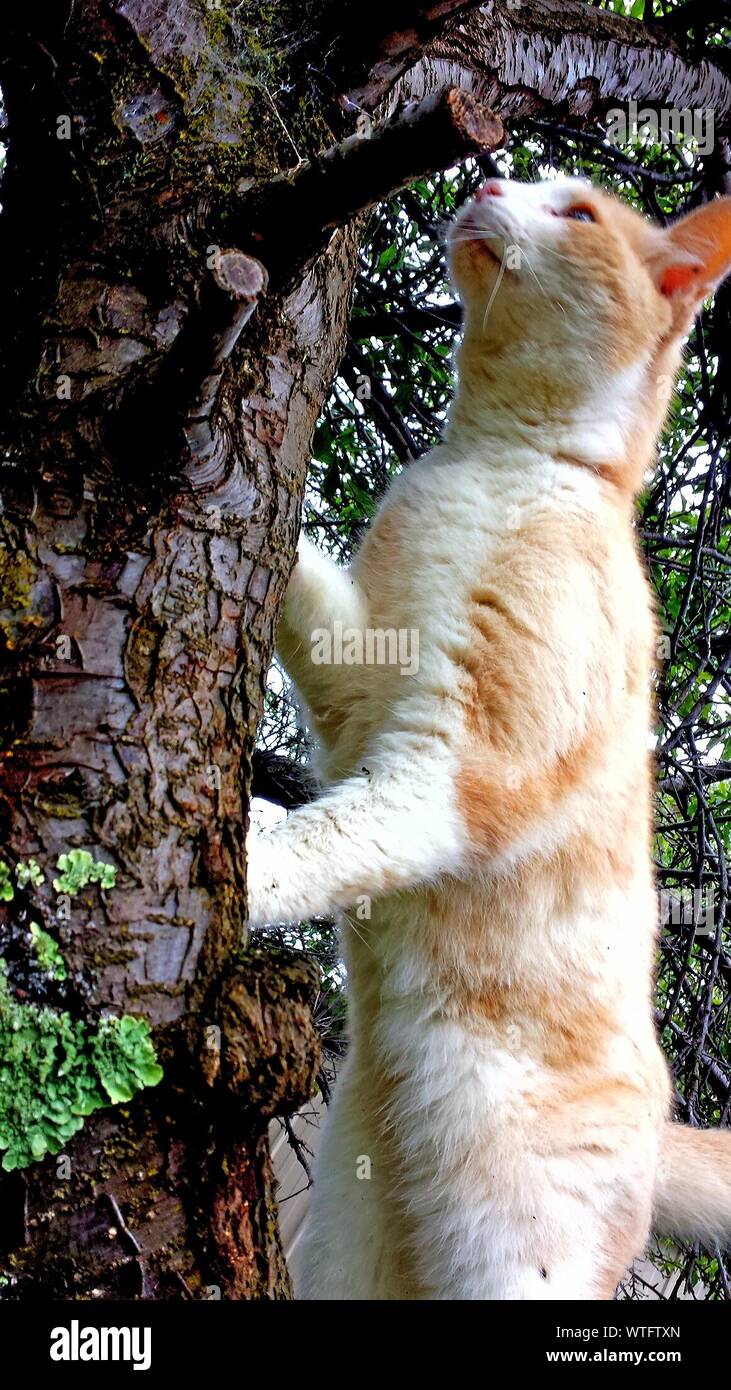 Cat Climbing Tree Stock Photo Alamy