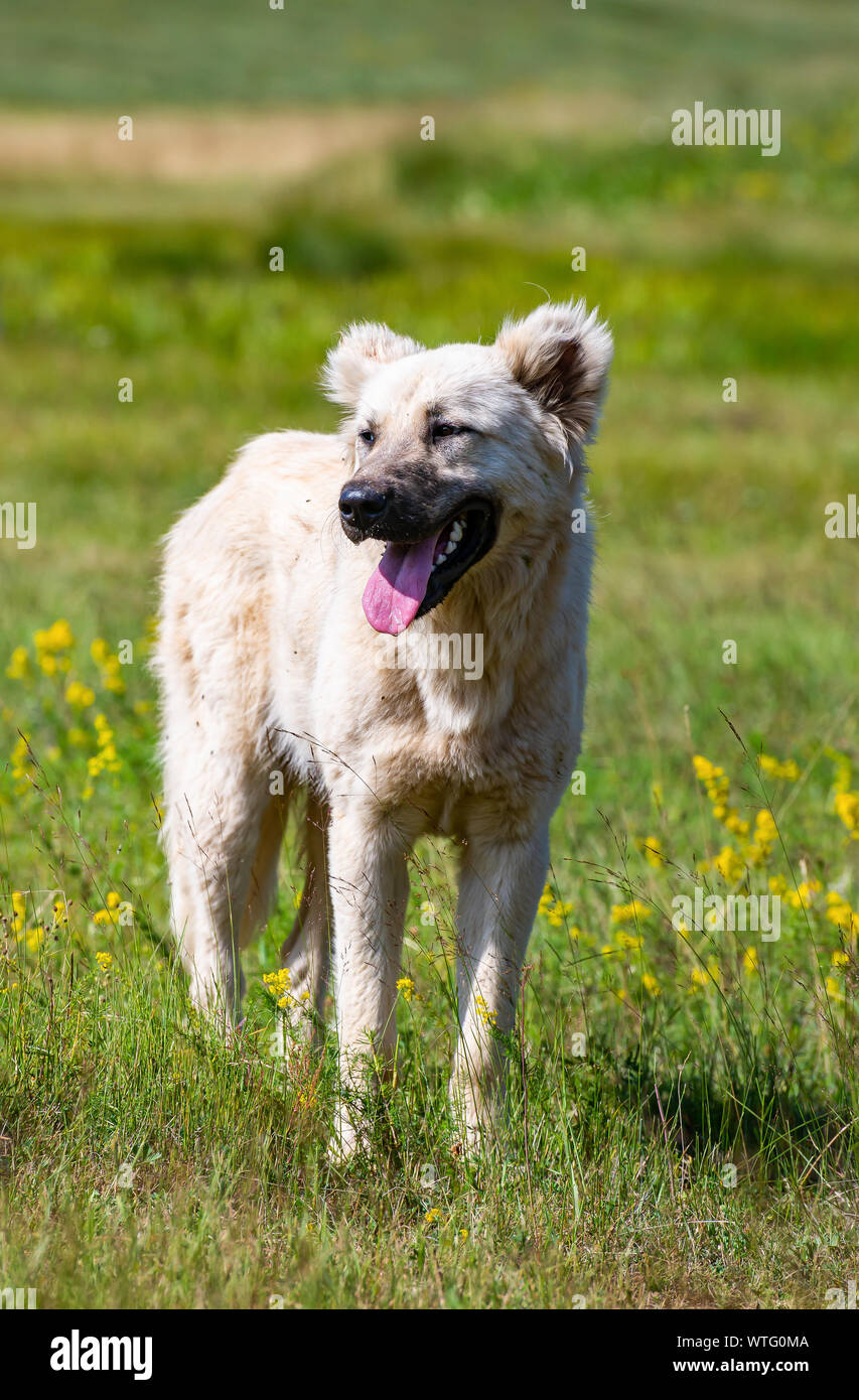 Shepherds dog with cropped ears in Albanian mountains Stock Photo