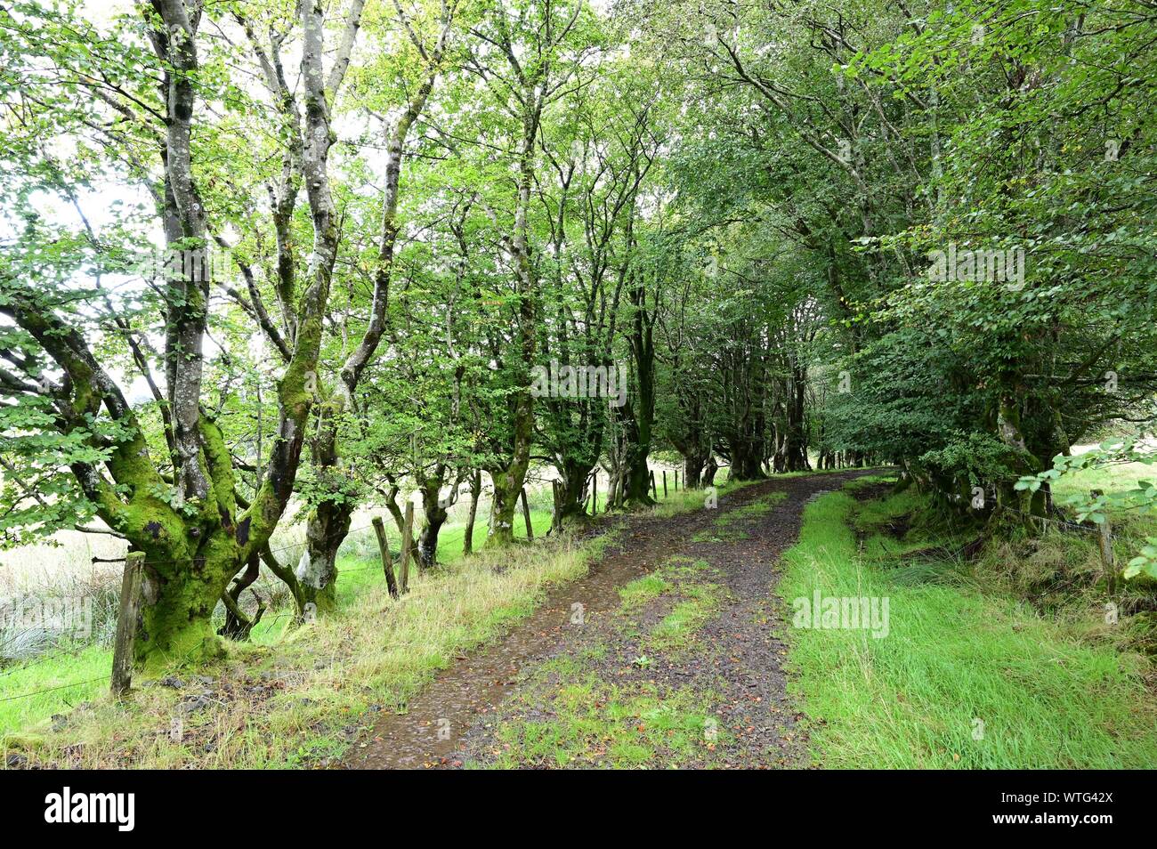 Country lane in Scotland Stock Photo Alamy