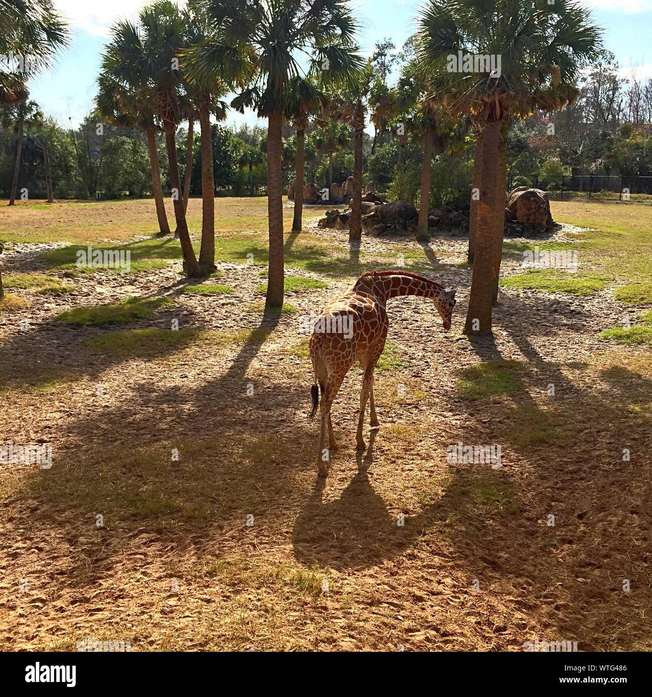 Giraffe On Field At Jacksonville Zoo And Gardens Stock Photo