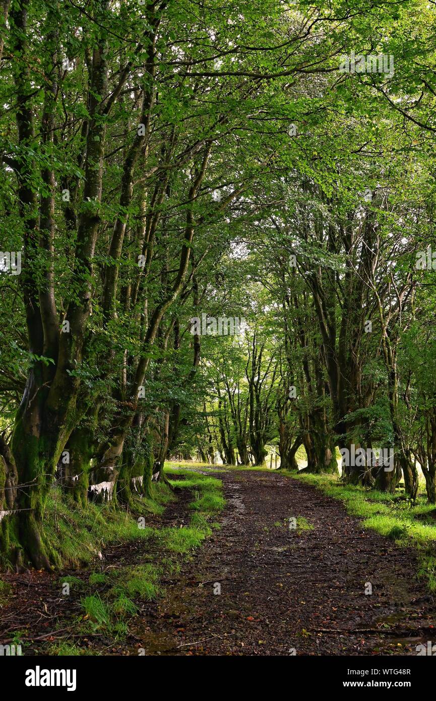 Country lane in Scotland Stock Photo Alamy