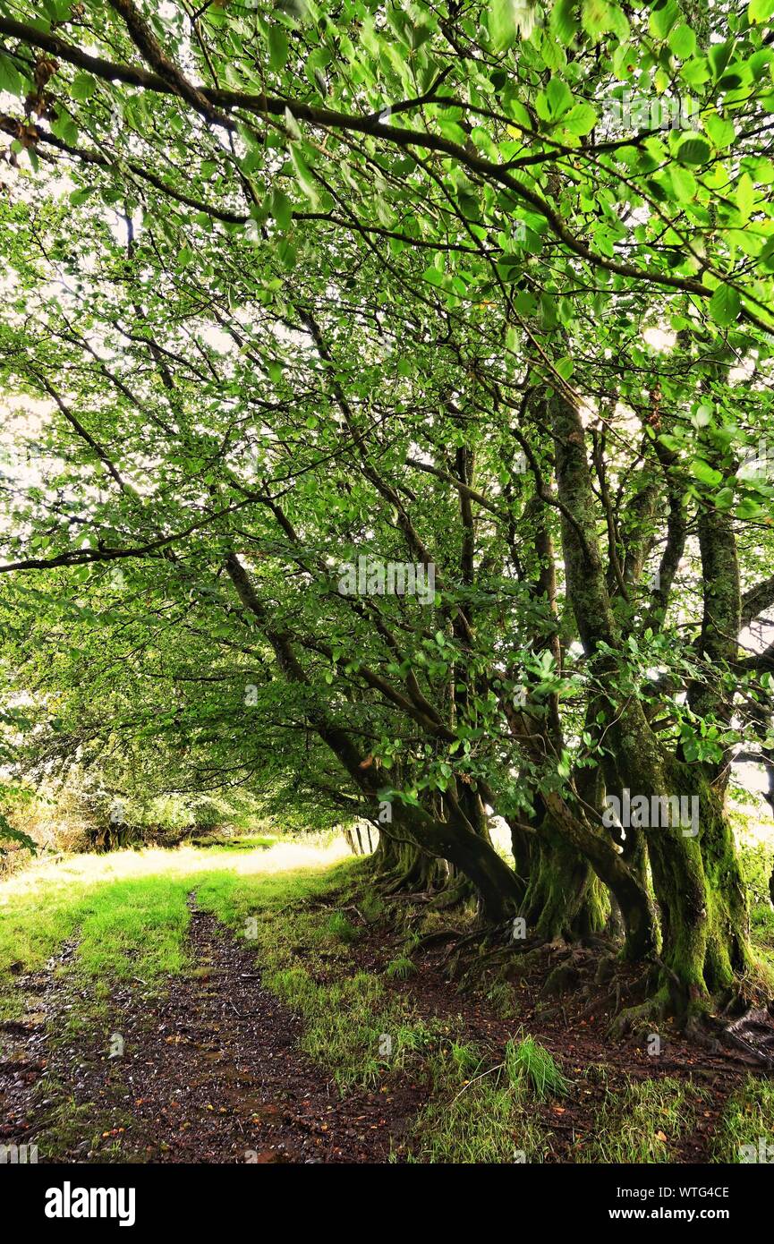 Country lane in Scotland Stock Photo Alamy