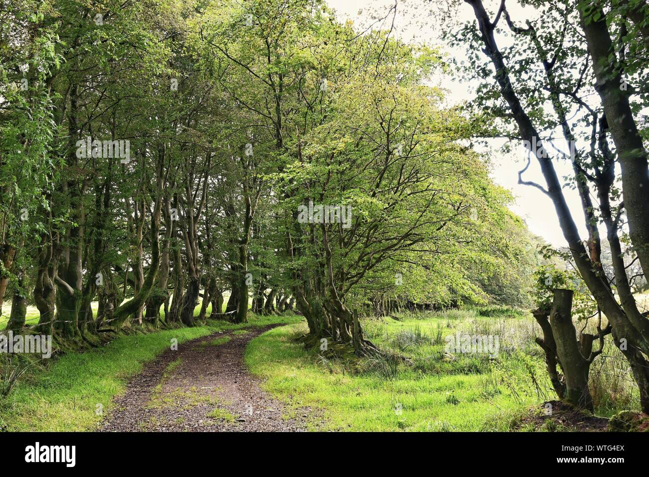 Country lane in Scotland Stock Photo Alamy