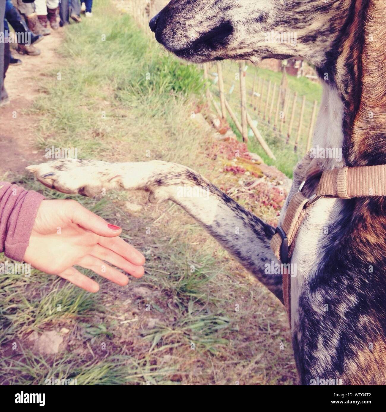 Shaking dog paw hires stock photography and images Alamy