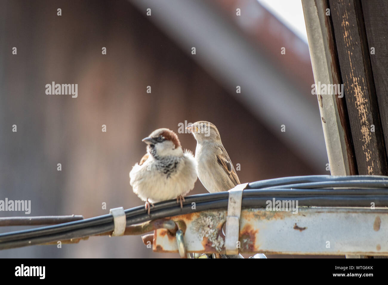 House sparrows standing on electric cable Stock Photo
