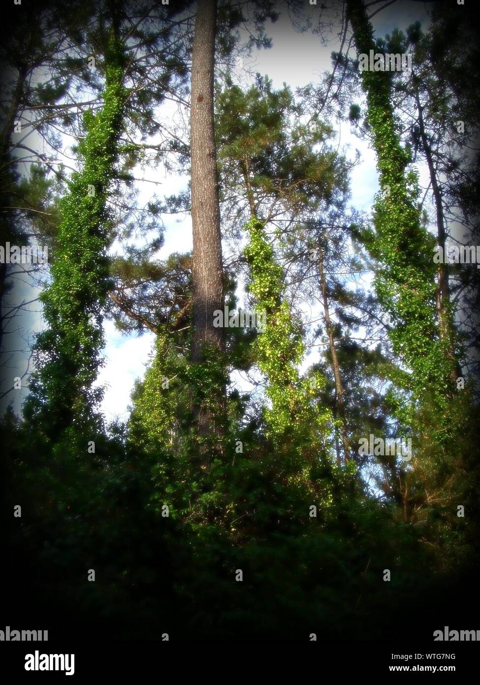creepr forest creepr forest