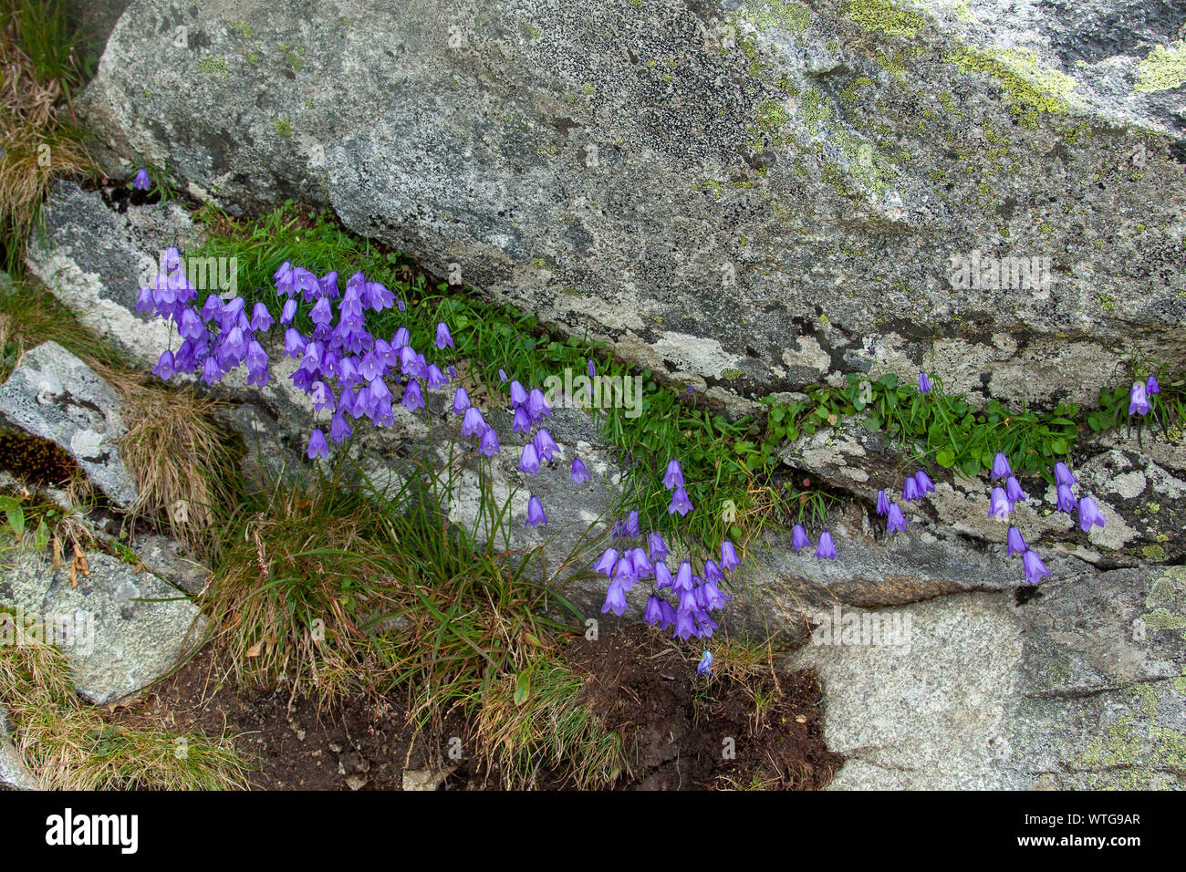 Campanula tatrae - endemic species of Tatra region, Slovakia Stock Photo