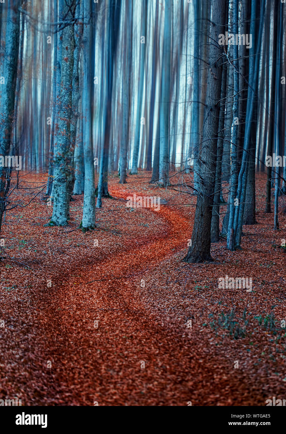 Magic fairy forest road, mysterious beech forest road Stock Photo - Alamy