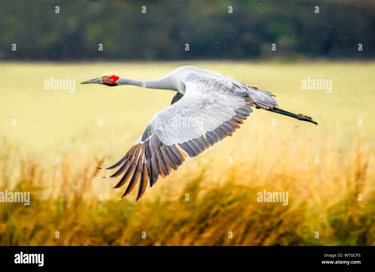 View Of Eurasian Crane Flying With Spread Wings Stock Photo
