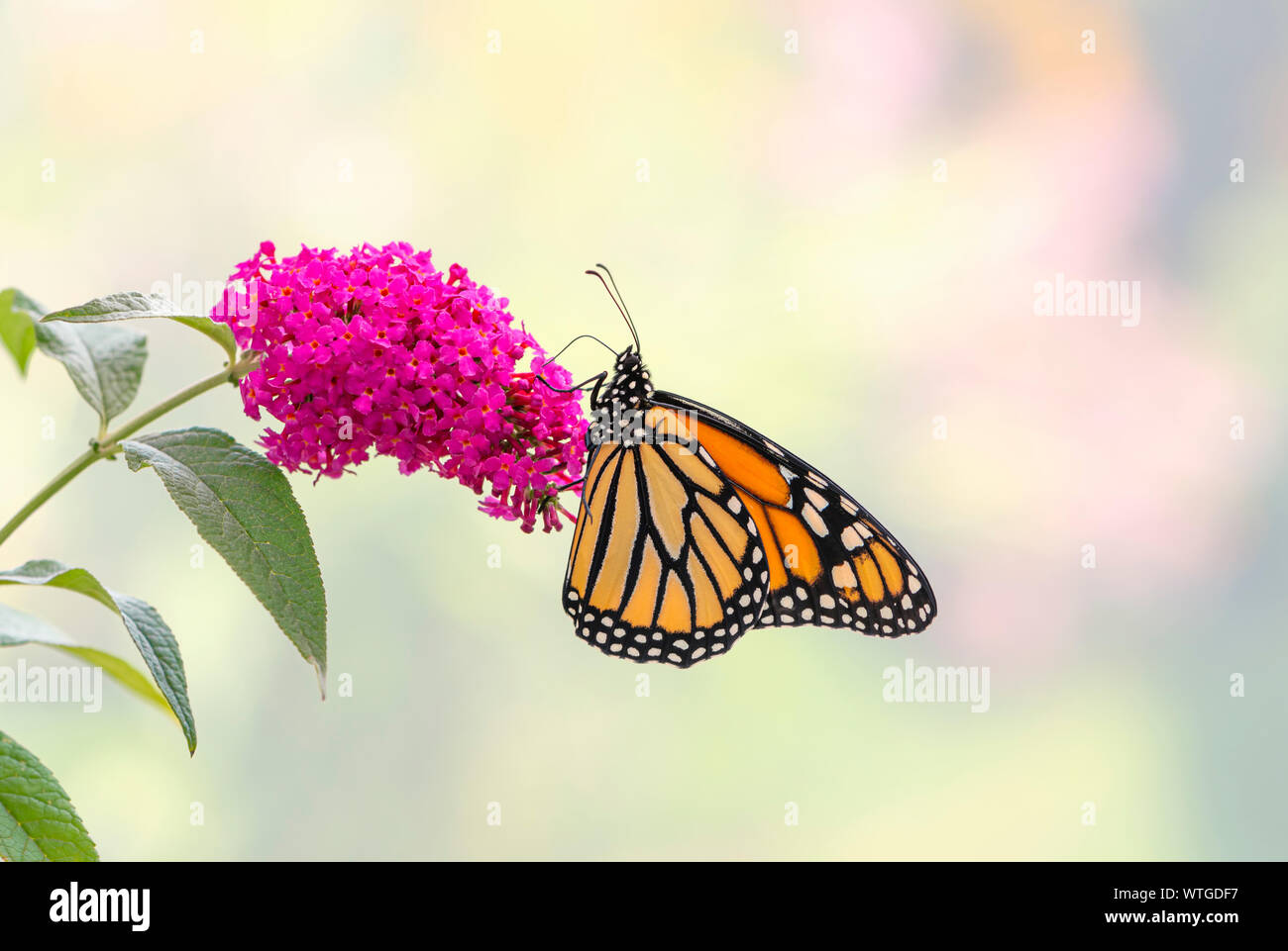 Monarch butterfly (danaus plexippus) feeding on a pink buddleia flower ...
