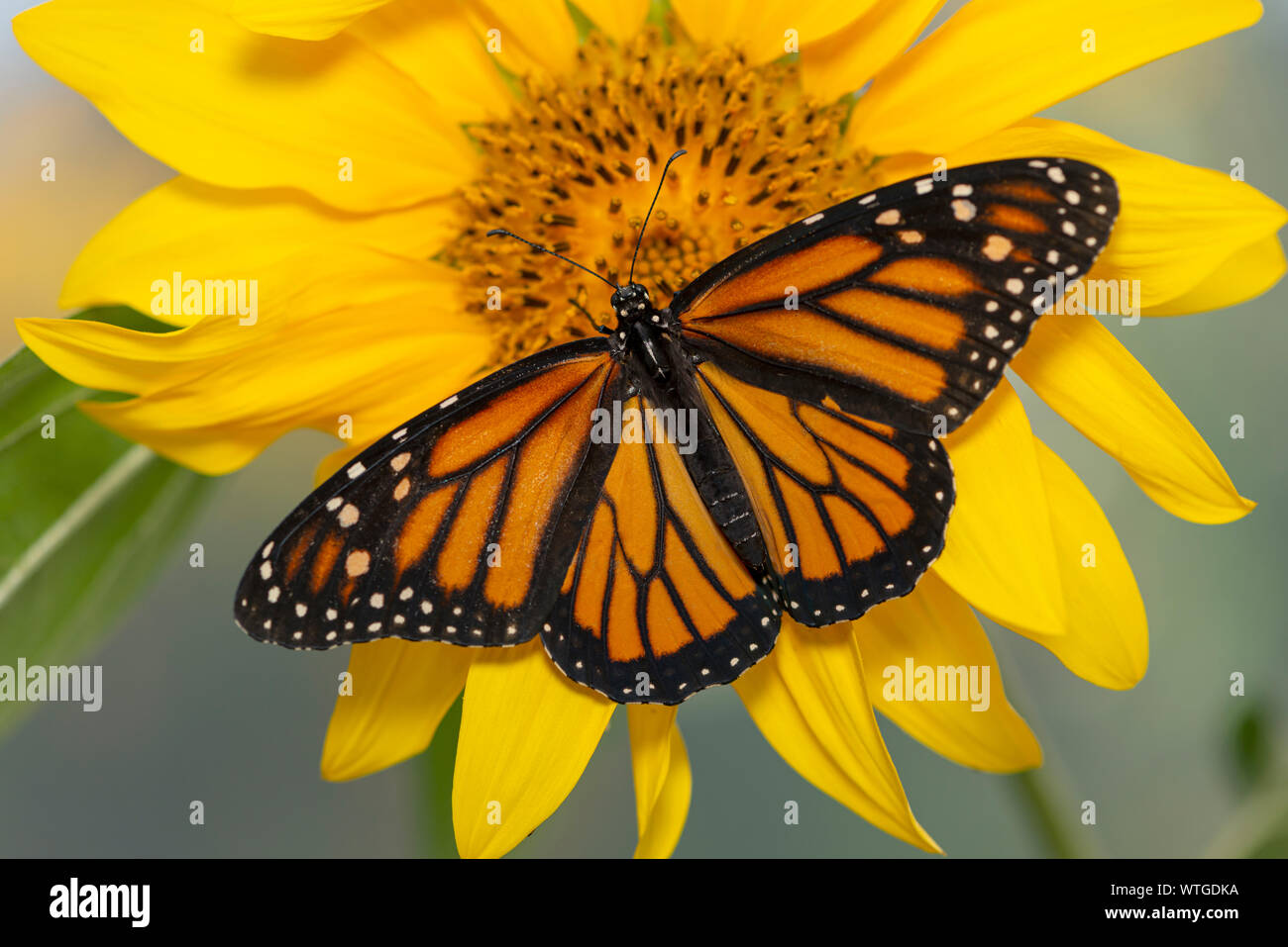 Monarch butterfly (Danaus plexippus) female feeding on a bright yellow ...