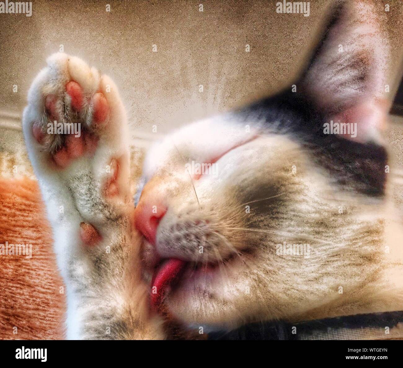 Licking Its Leg Hi res Stock Photography And Images Alamy Licking Its Leg Hi res Stock Photography And Images Alamy
