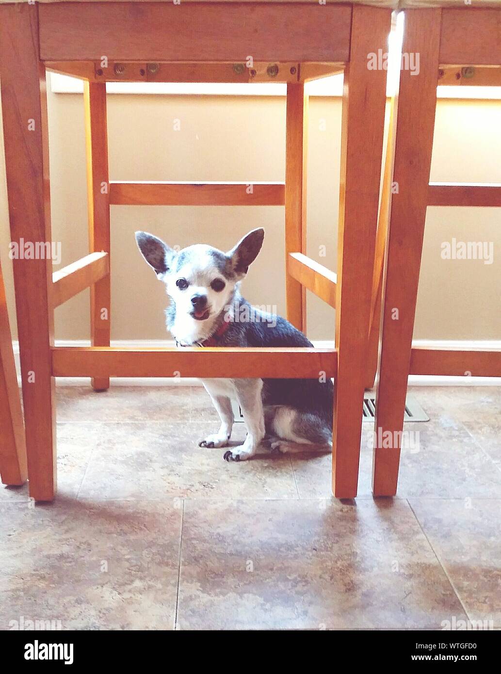 Dog under chair hires stock photography and images Alamy