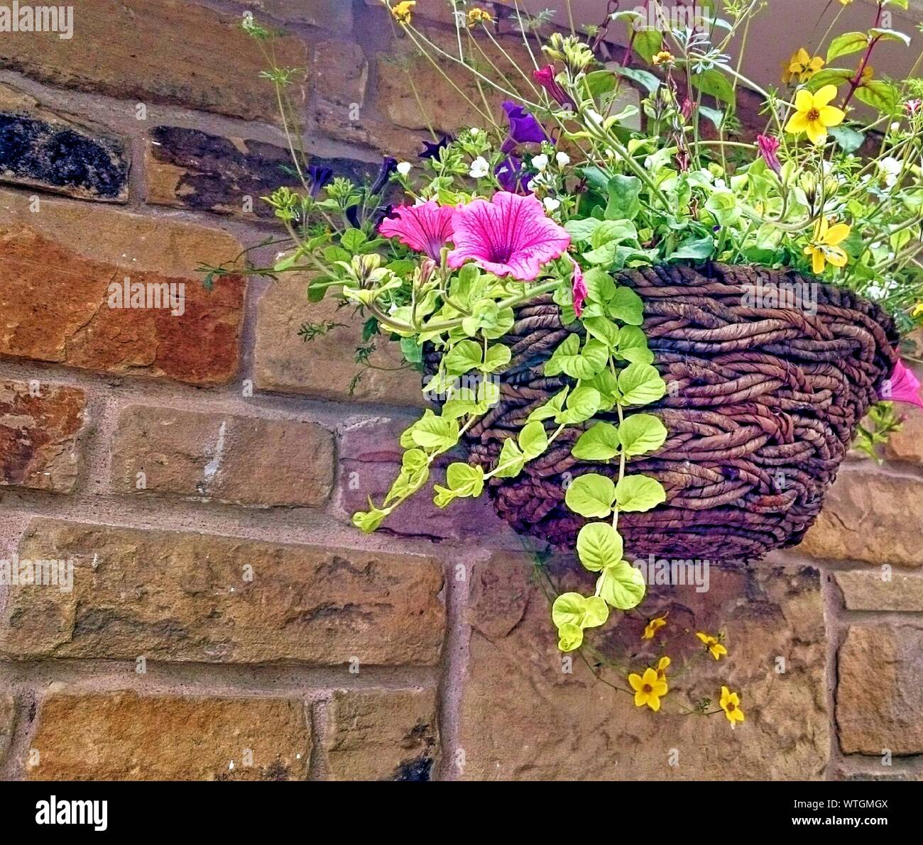 Potted petunias hi-res stock photography and images - Alamy